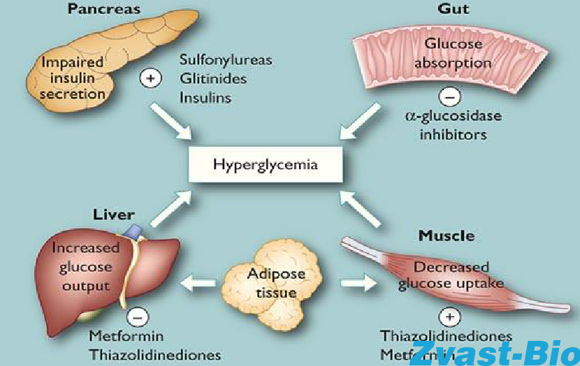 Study on drug action mechanism