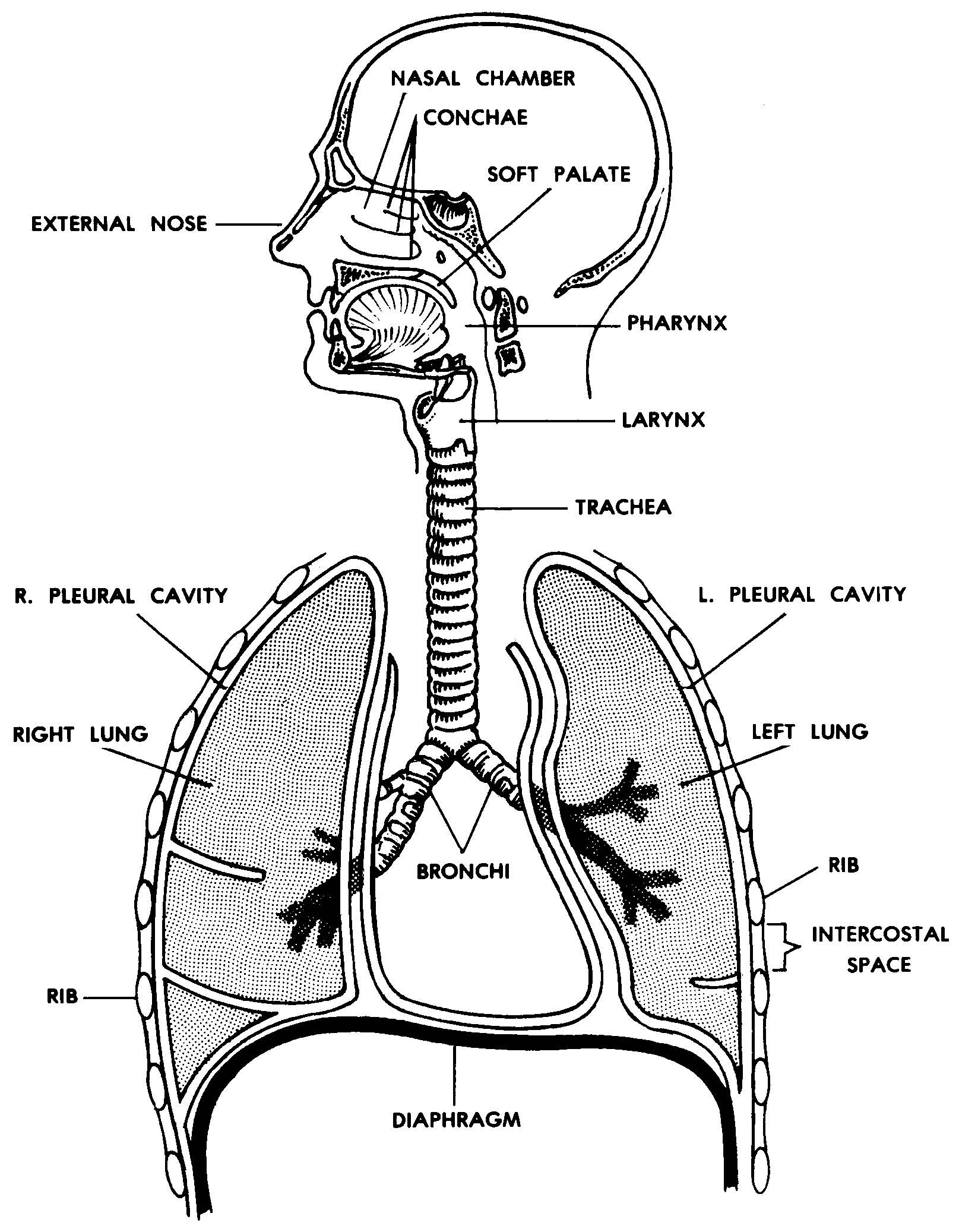 Respiratory system disease