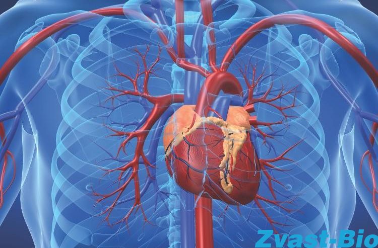 Circulation/cardiovascular system disease