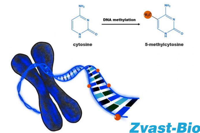 National Natural Hotspot: Super detailed! This article will help you easily understand DNA methylation [practical dry goods]